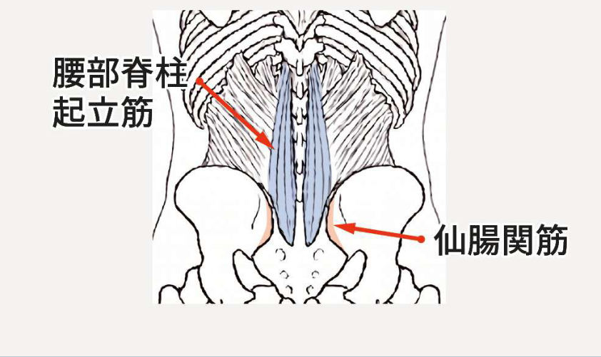 下半身：腰部脊柱起立筋・仙腸関筋