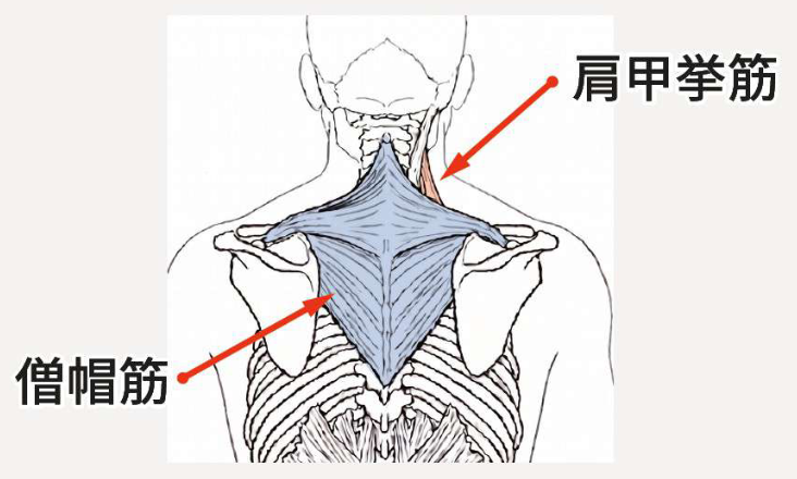 上半身：肩甲挙筋・僧帽筋